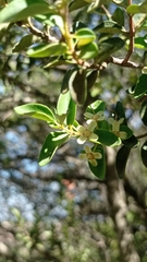 Myrtaceae