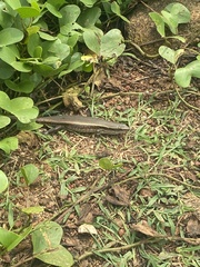Eutropis