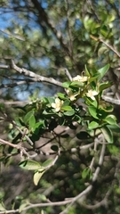Myrtaceae