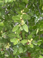 Pterocelastrus echinatus