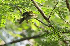Phylloscopus proregulus