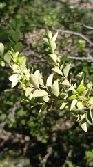 Myrtaceae