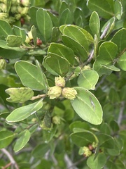 Pterocelastrus echinatus