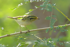 Phylloscopus proregulus