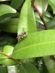 Apis andreniformis