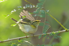 Phylloscopus proregulus