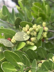 Pterocelastrus echinatus