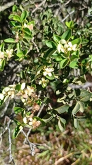 Myrtaceae