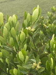 Pterocelastrus echinatus