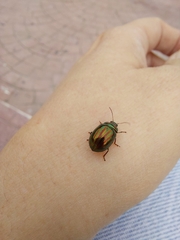 Chrysolina americana