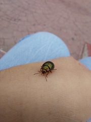 Chrysolina americana