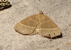 Trisateles emortualis