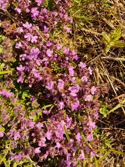 Thymus serpyllum
