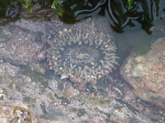 Anthopleura