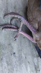 Zentrygon chiriquensis