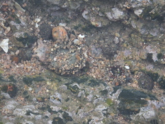 Anthopleura