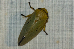Ptyelus