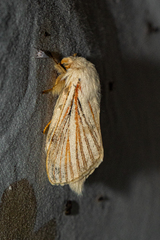 Grammodora nigrolineata