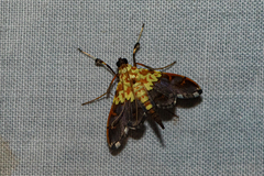 Agrotera citrina