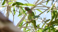 Psitteuteles versicolor