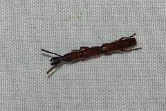 Taphroderini