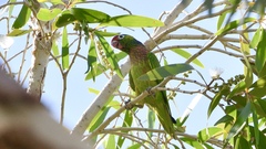 Psitteuteles versicolor