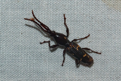Orfilaia vulsellata