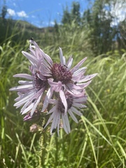 Berkheya purpurea