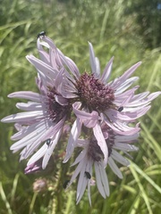 Berkheya purpurea