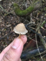 Mycena