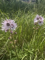 Berkheya purpurea