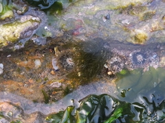 Ectocarpales