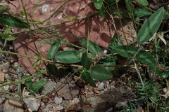 Desmodium batocaulon