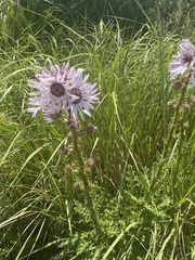 Berkheya purpurea