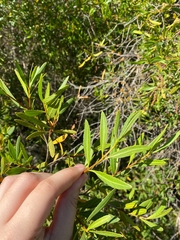 Colliguaja salicifolia