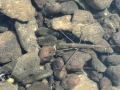 Nepomorpha