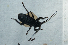 Aulacopus reticulatus