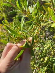Colliguaja salicifolia