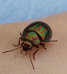 Chrysolina americana