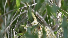 Psitteuteles versicolor