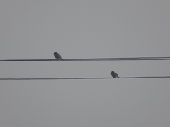 Passer montanus montanus