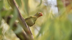 Psitteuteles versicolor