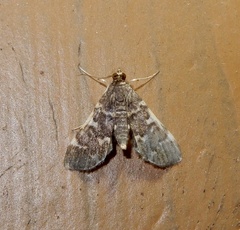 Steniini