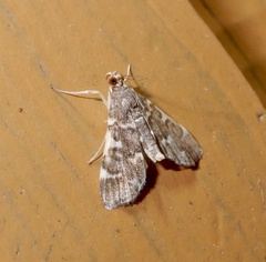 Steniini