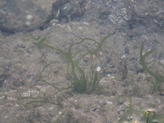 Ulvaceae