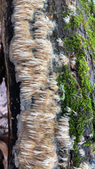 Radulomyces