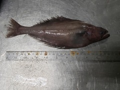 Reinhardtius hippoglossoides