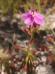 Drosera glabripes