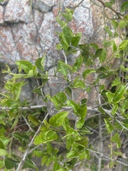 Gymnosporia nemorosa