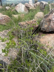 Gymnosporia nemorosa